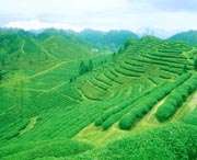 祁门天气预报60天