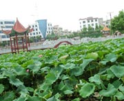 嘉禾天气预报40天