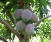 华坪天气预报30天